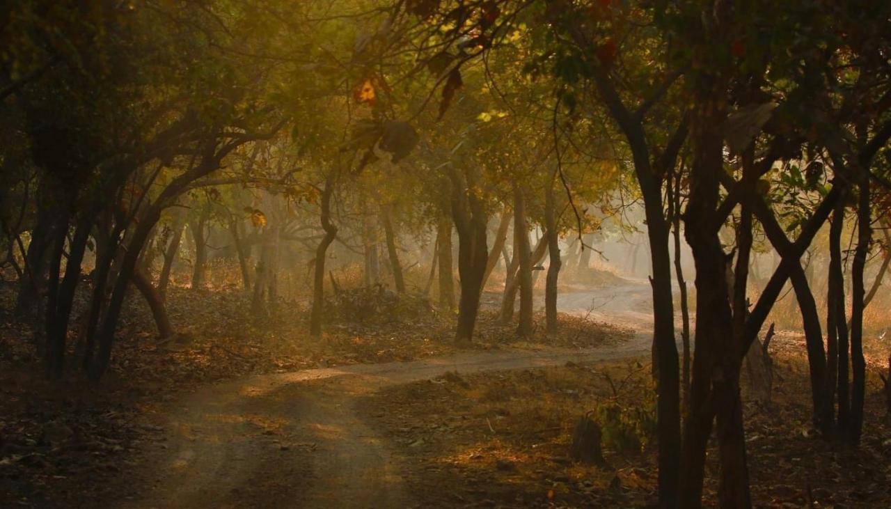 Hotel The Postcard Gir Wildlife Sanctuary Sasan Gir Zewnętrze zdjęcie