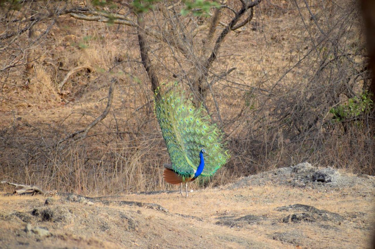 Hotel The Postcard Gir Wildlife Sanctuary Sasan Gir Zewnętrze zdjęcie