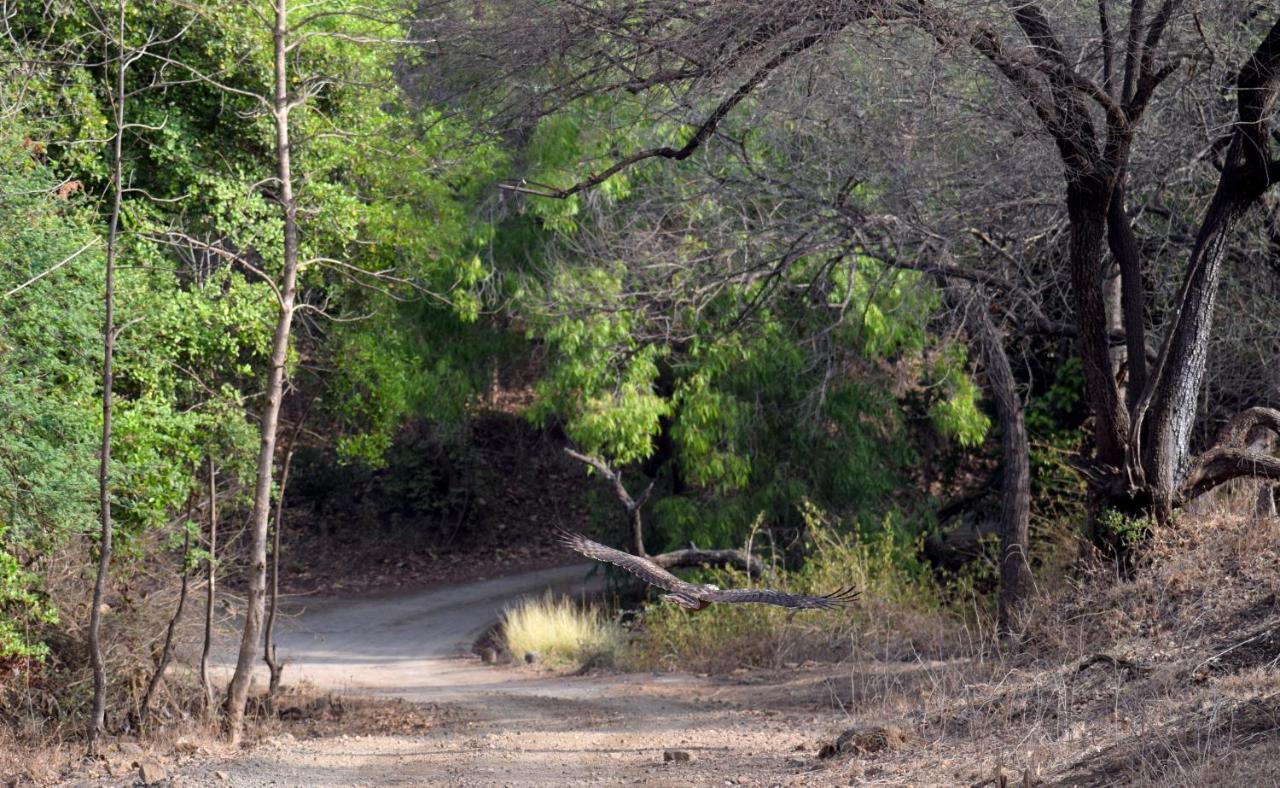 Hotel The Postcard Gir Wildlife Sanctuary Sasan Gir Zewnętrze zdjęcie